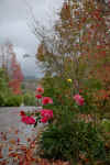 roses in rain.jpg (246178 bytes)