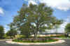 roundabout oak tree.jpg (518932 bytes)