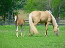 Horses in meadow