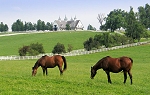 Luxury horse property