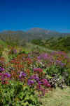 flowers in Rose Canyon.jpg (240052 bytes)