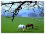 Pasture n Coto de Caza
