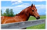 Horse properties in Newport Beach, CA