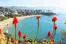 Red flowers on coast in Orange County