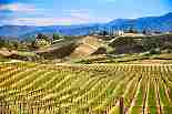 A vineyard in beautiful wine country
