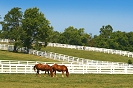 Coto pasture