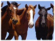 Horse properties in Orange Park Acres