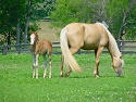 Horse proppetry  & equestrian facilities